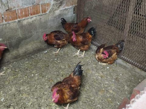 Tanyasi kakasok eladó