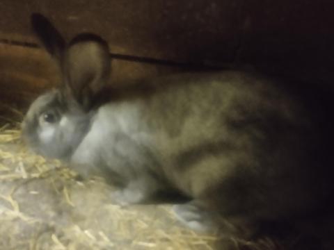 Székely nyulak eladók Székely nyulak eladók