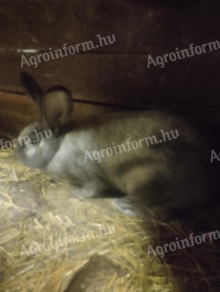 Székely nyulak eladók