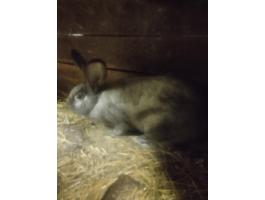 Székely nyulak eladók