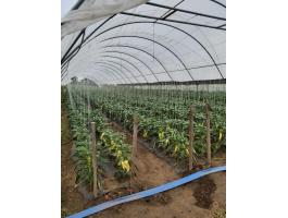 Eladó 18 Hajó HYGROVE Vándorfólia