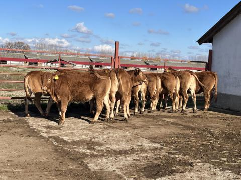 Limousin pedigrés üszők