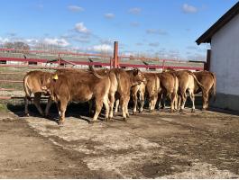 Limousin pedigrés üszők