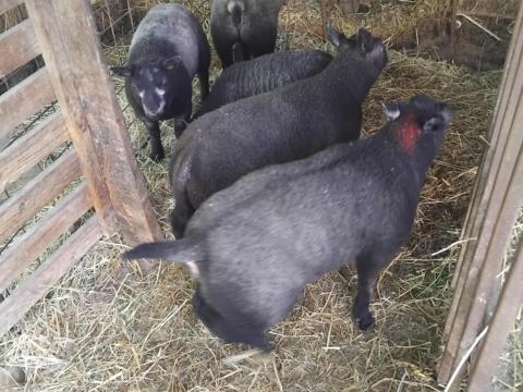 Juh, birka, texel vemhes anyák és kosok eladók Juh, birka, texel vemhes anyák és kosok eladók