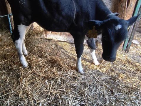 Bika borjak eladók Jászfényszarun – tejen nevelt, választott, jó genetikával Bika borjak eladók Jászfényszarun – tejen nevelt, választott, jó genetikával