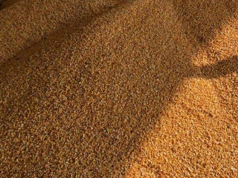 Takarmány kukorica eladó Takarmány kukorica eladó