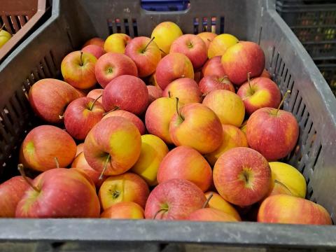 60-70 mm-es étkezési alma eladó 60-70 mm-es étkezési alma eladó