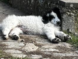 Bukovinai pásztor jellegű kiskutya gazdit keres