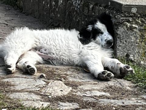 Bukovinai pásztor jellegű kiskutya gazdit keres Bukovinai pásztor jellegű kiskutya gazdit keres