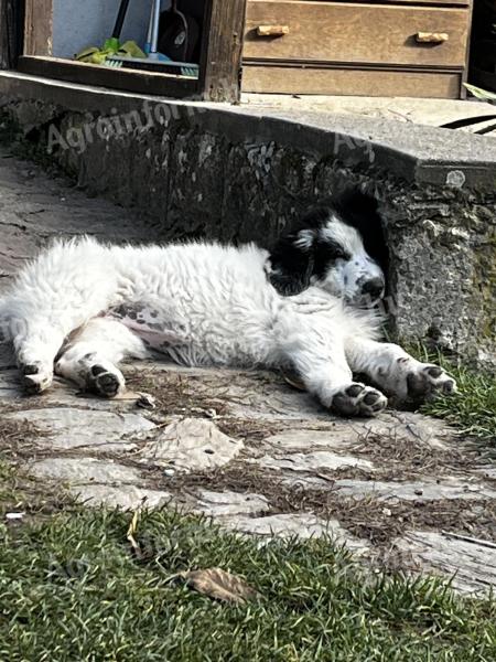 Bukovinai pásztor jellegű kiskutya gazdit keres