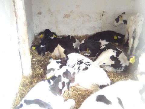 Választott és választásközeli holsten bikák folyamatossan kaphatok Választott és választásközeli holsten bikák folyamatossan kaphatok