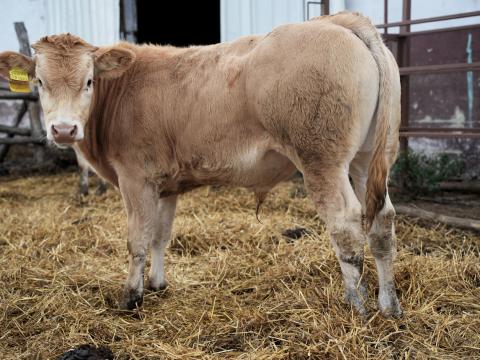 Blonde d'Aquitaine és Charolais bikák/üszők Blonde d'Aquitaine és Charolais bikák/üszők