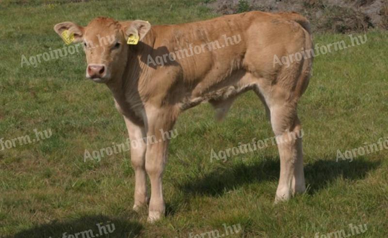 Blonde d'Aquitaine és Charolais bikák, üszők eladók