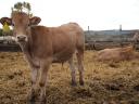 Blonde d'Aquitaine és Charolais bikák, üszők eladók
