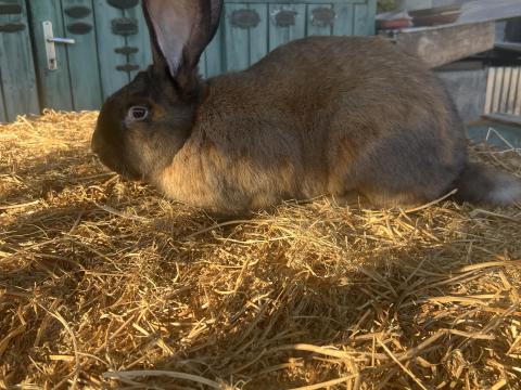 Nagytestű magyar fakó bak nyúl eladó Nagytestű magyar fakó bak nyúl eladó