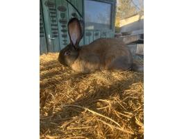 Nagytestű magyar fakó bak nyúl eladó