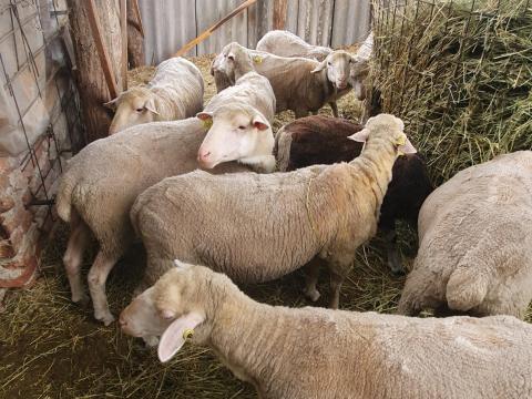 Magyar merinó törzs tenyészet eladó Magyar merinó törzs tenyészet eladó
