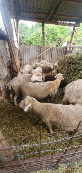 Magyar merinó törzs tenyészet eladó