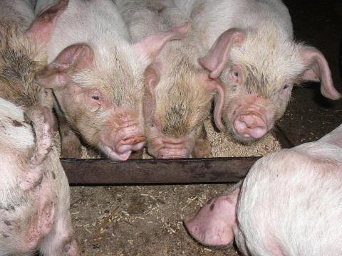 Választási malacok eladók Választási malacok eladók