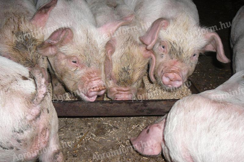 Választási malacok eladók