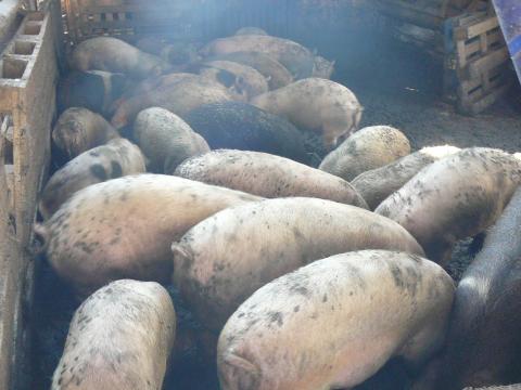 Kis hízók, süldők eladók Kis hízók, süldők eladók