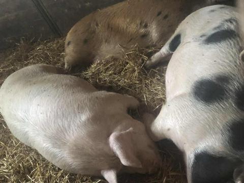 Hízók eladók – 130-240 kg-os sertések Hízók eladók – 130-240 kg-os sertések