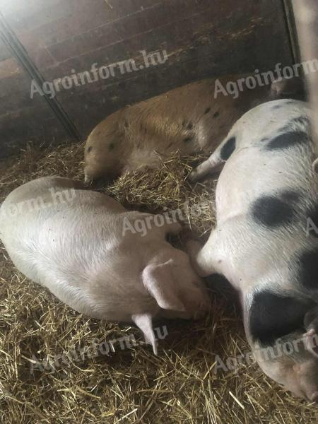 Hízók eladók – 130-240 kg-os sertések