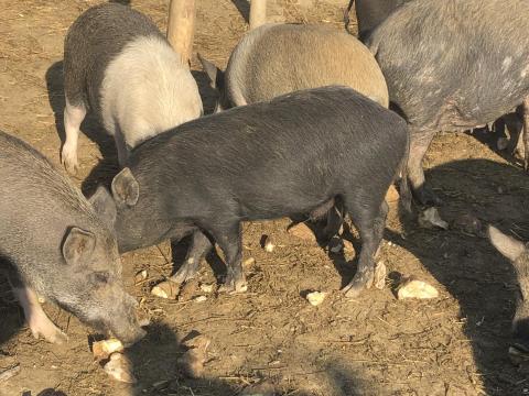 Kan süldők eladók – vietnámi/mangalica keverék sertések szabadtartásból Kan süldők eladók – vietnámi/mangalica keverék sertések szabadtartásból
