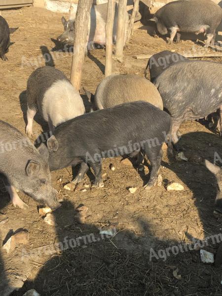 Kan süldők eladók – vietnámi/mangalica keverék sertések szabadtartásból