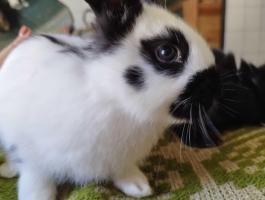 Lepke tarka kis nyuszik