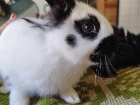 Lepke tarka kis nyuszik Lepke tarka kis nyuszik