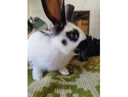 Lepke tarka kis nyuszik