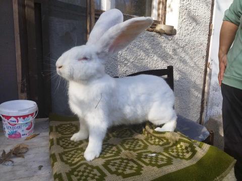 Német óriás hófehér bak Német óriás hófehér bak