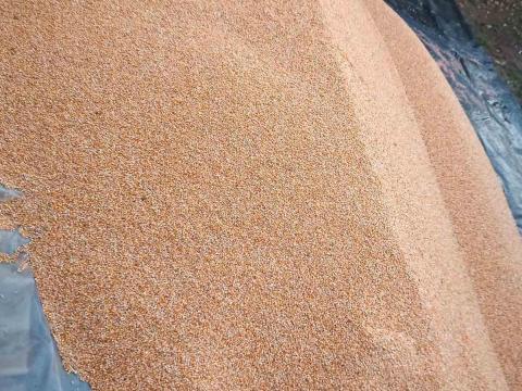 Kukorica eladó kombájn aló eladól Kukorica eladó kombájn aló eladól