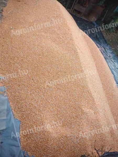 Kukorica eladó kombájn aló eladól