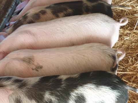 Eladó választási malacok Magyar nagyfehér és Pietrain fajtában Eladó választási malacok Magyar nagyfehér és Pietrain fajtában