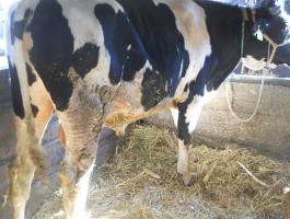 Fríz bikák eladók