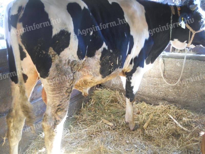 Fríz bikák eladók