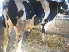 Fríz bikák eladók