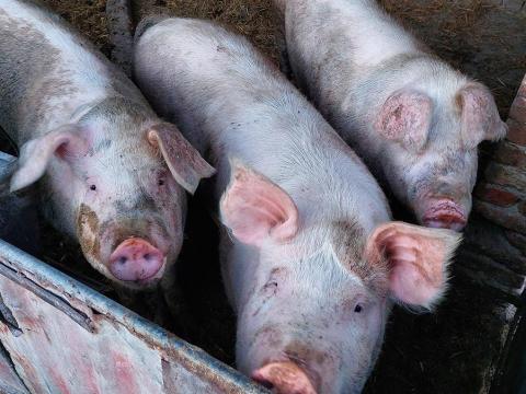 2 db hízó eladó 2 db hízó eladó