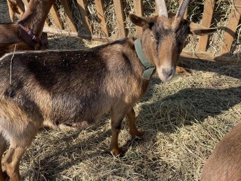 Eladó első ellésű vemhes kecske Eladó első ellésű vemhes kecske