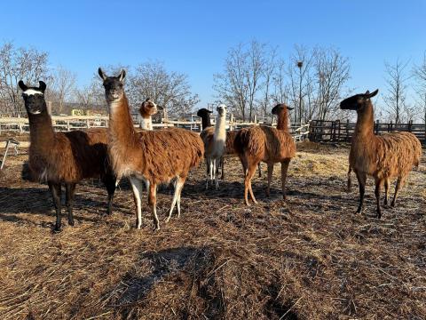 Láma kanca Láma kanca
