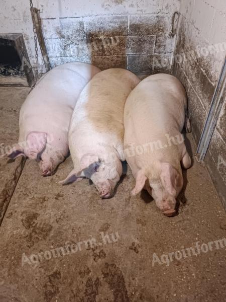 Saját hízlalású hízók eladóak