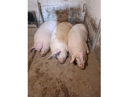 Saját hízlalású hízók eladóak