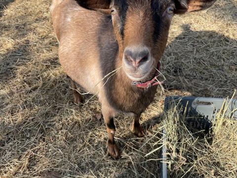 Eladó vemhes kecske Kiskunlacházán Eladó vemhes kecske Kiskunlacházán