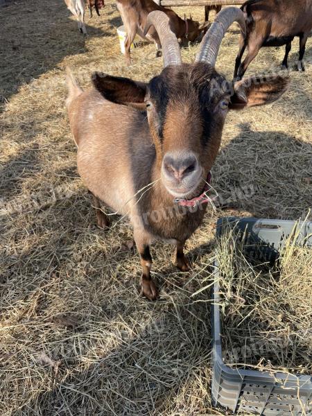Eladó vemhes kecske Kiskunlacházán