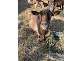 Eladó vemhes kecske Kiskunlacházán