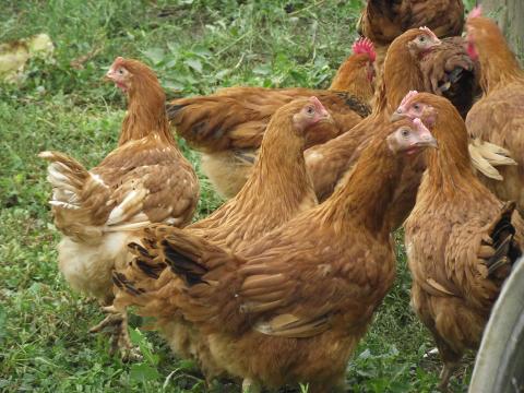 Csirke, jérce, kukoricán nevelt eladó Csirke, jérce, kukoricán nevelt eladó