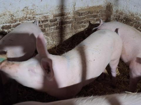 Eladó Hízók! Eladó Hízók!