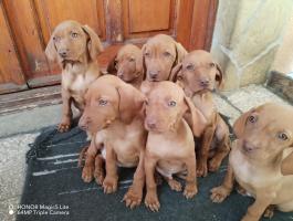 Magyar vizsla fajtajellegű kiskutyák 